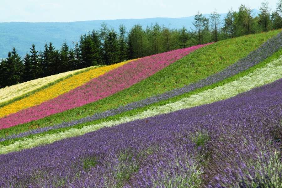 Kinh nghiệm du lịch Hokkaido - Hòn đảo xinh đẹp của xứ sở hoa Anh Đào